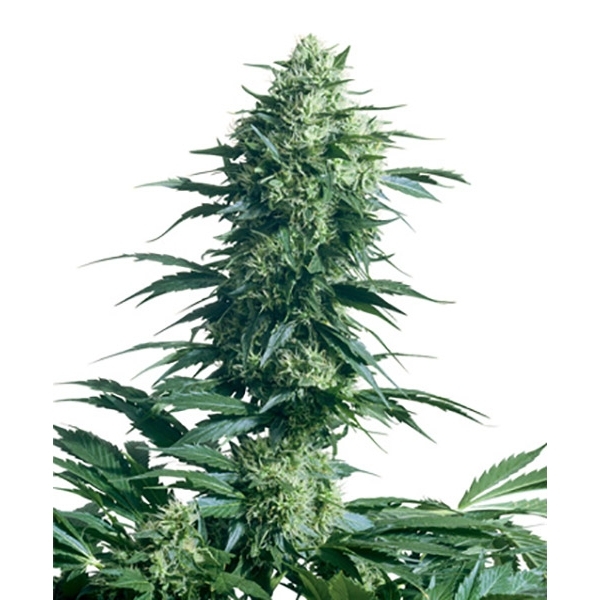 Mother's Finest (Sensi Seeds) regular