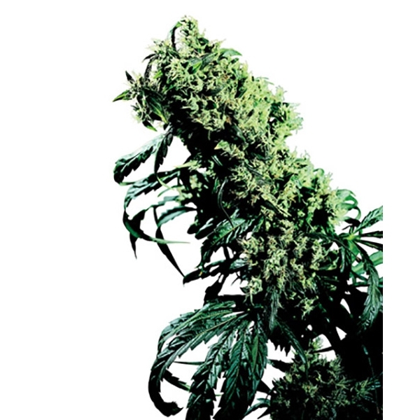 Northern Lights 5 x Haze (Sensi Seeds) regular