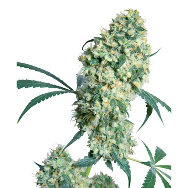 Ed Rosenthal Super Bud (Sensi Seeds) regular