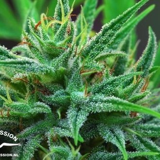 Passion 1 (Dutch Passion) feminizada