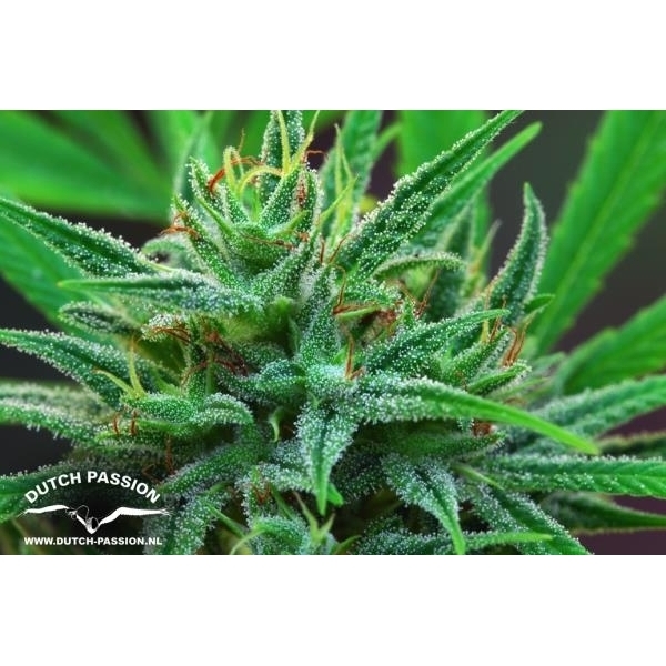 Passion 1 (Dutch Passion) feminizada