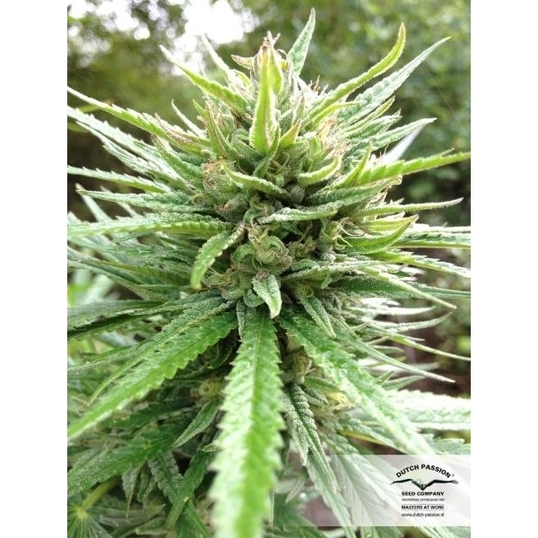 Passion 1 (Dutch Passion) feminizada