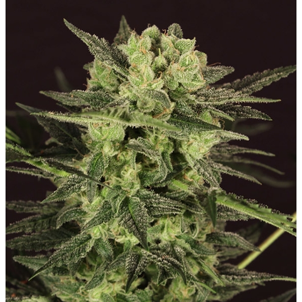 AUTO MK-Ultra® Kush (T.H.Seeds) feminizada