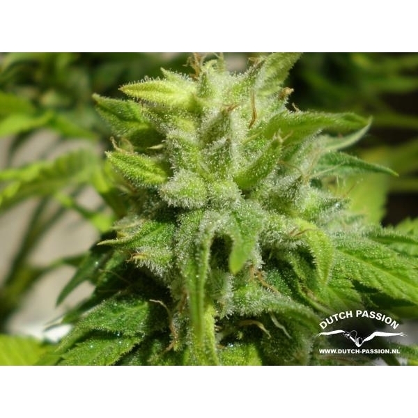 Euforia (Dutch Passion) feminizada