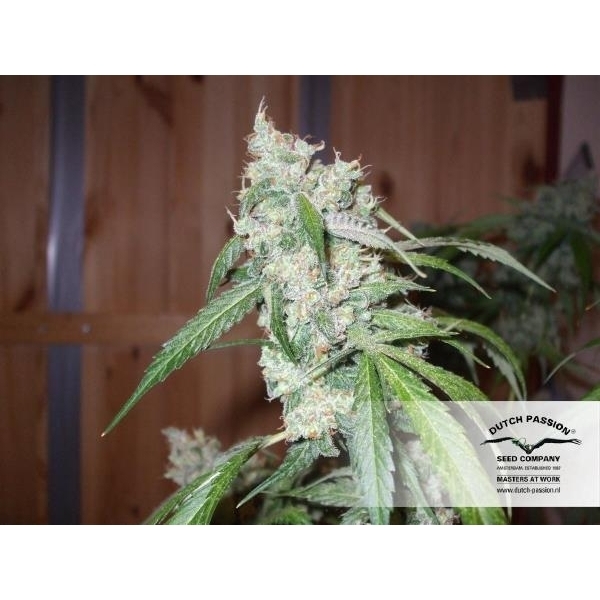 Euforia (Dutch Passion) feminizada