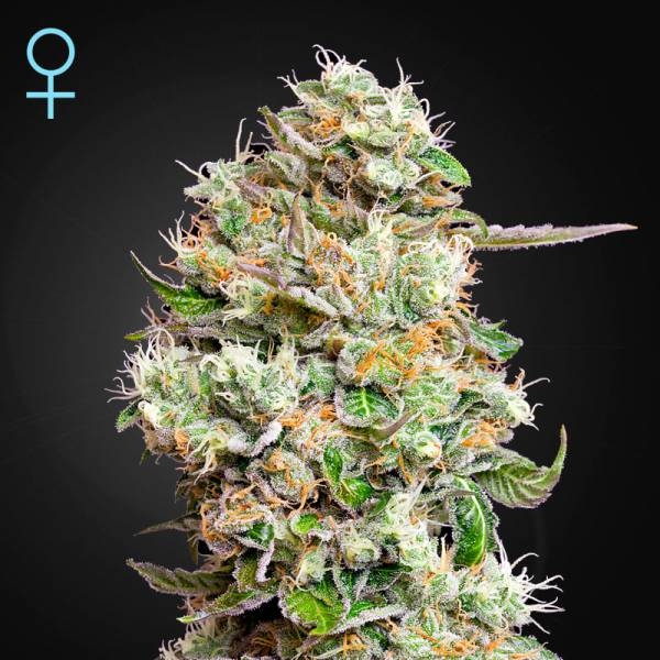 King's Kush Autoflowering CBD (Greenhouse Seeds) feminizada