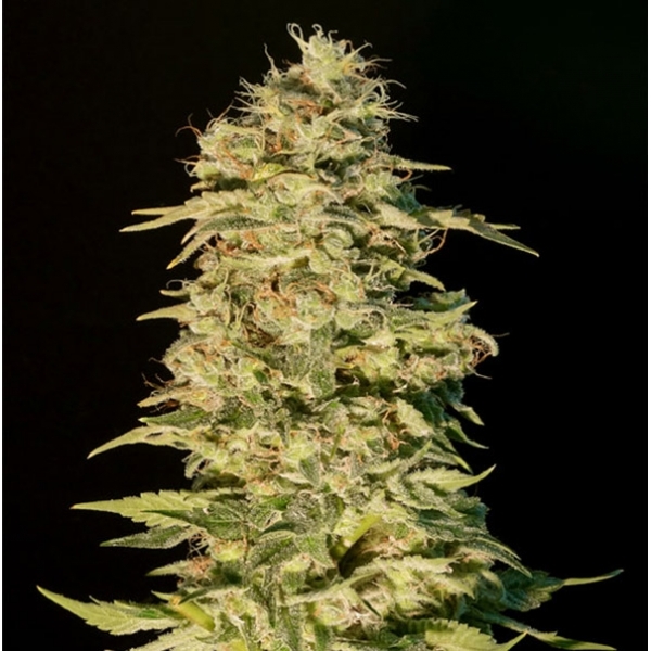 OG Lemon Bilbo (Genehtik Seeds) feminizada