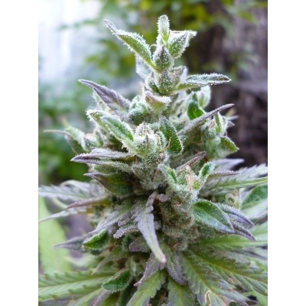 Hollands Hope (Dutch Passion) feminizada