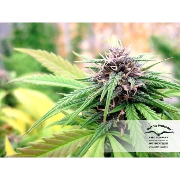 Hollands Hope (Dutch Passion) feminizada