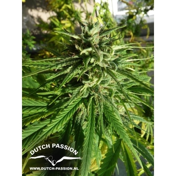 Pamir Gold (Dutch Passion) feminizada