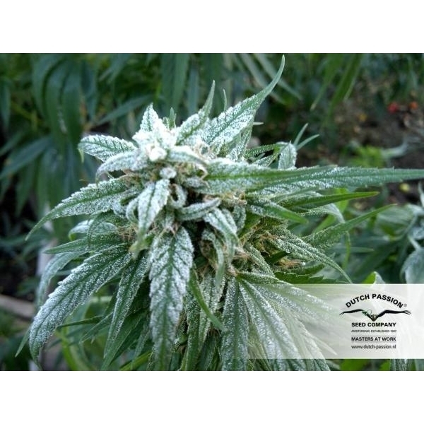 Pamir Gold (Dutch Passion) feminizada