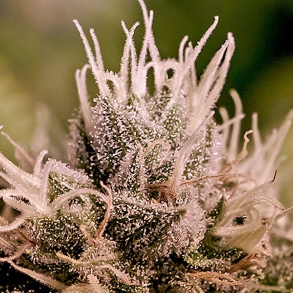 Jack Diesel Auto (Positronics) feminizada