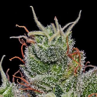 Supercheese Auto (Positronics) Feminizada