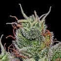 Supercheese Auto (Positronics) Feminizada