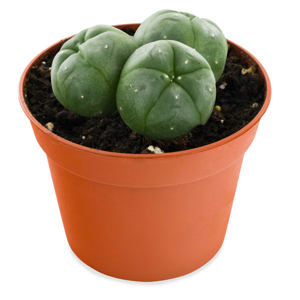Peyote em Trio (Lophophora williamsii)