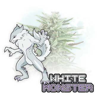 White Monster Autoflower (Zamnesia Seeds) Feminizada