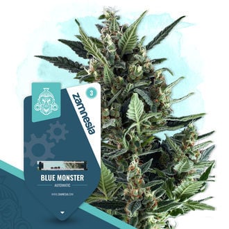 Blue Monster Autoflower (feminizada) — Zamnesia Seeds