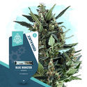 Blue Monster Autoflower (feminizada) — Zamnesia Seeds