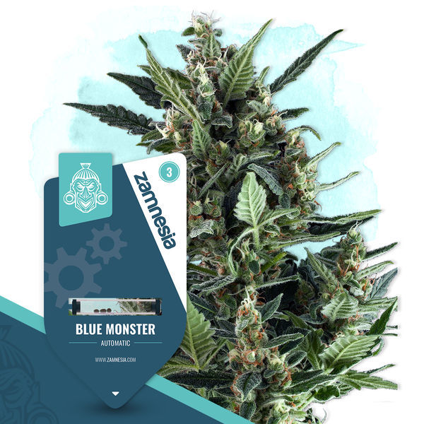 Blue Monster Autoflower (Zamnesia Seeds) feminizada
