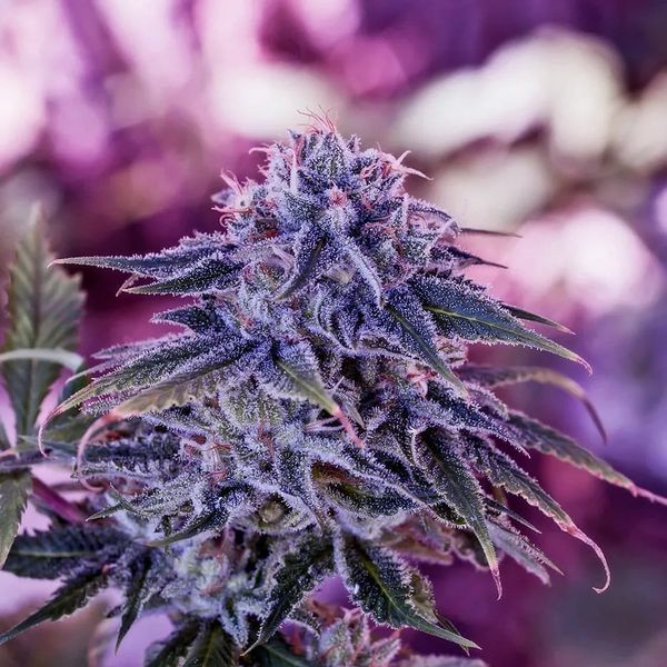 Blue Rhino (Positronics) Feminizada