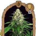 Mango cream (Exotic Seed) feminizada
