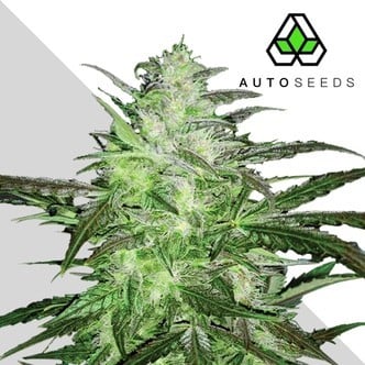 Auto Chemdog (Auto Seeds) Feminizada