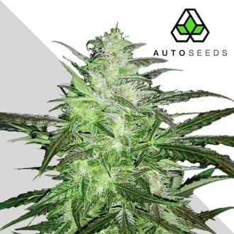 Auto Chemdog (Auto Seeds) Feminizada