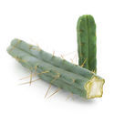 Cacto dos Quatro Ventos (Echinopsis lageniformis forma quadricostata)