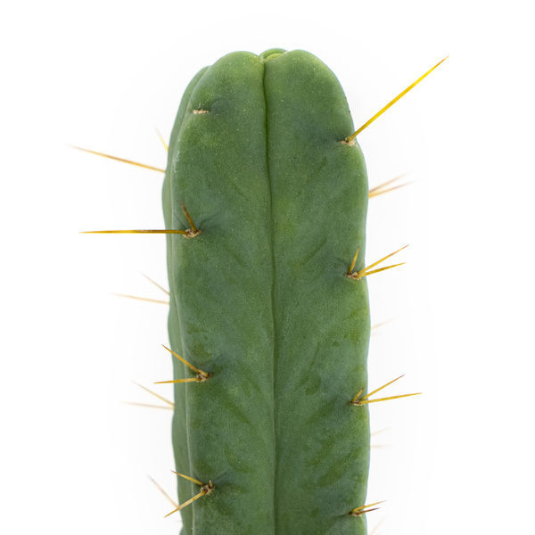 Cacto dos Quatro Ventos (Echinopsis lageniformis forma quadricostata)