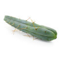 Cacto dos Quatro Ventos (Echinopsis lageniformis forma quadricostata)
