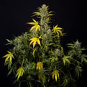 Monster Dwarf Autoflorescente (Zamnesia Seeds) feminizada