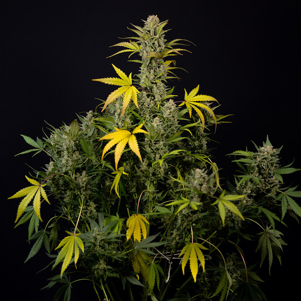 Monster Dwarf Autoflorescente (Zamnesia Seeds) feminizada