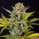Monster Dwarf Autoflorescente (Zamnesia Seeds) feminizada