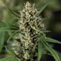 Monster Dwarf Autoflorescente (Zamnesia Seeds) feminizada