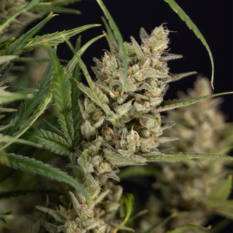 Monster Dwarf Autoflorescente (Zamnesia Seeds) feminizada