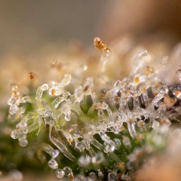 Monster Dwarf Autoflorescente (Zamnesia Seeds) feminizada