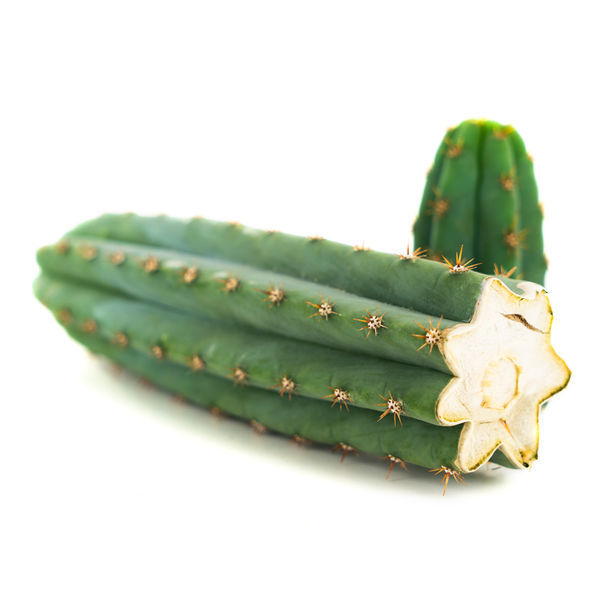 Echinopsis macrogona (também conhecida como Trichocereus macrogonus)