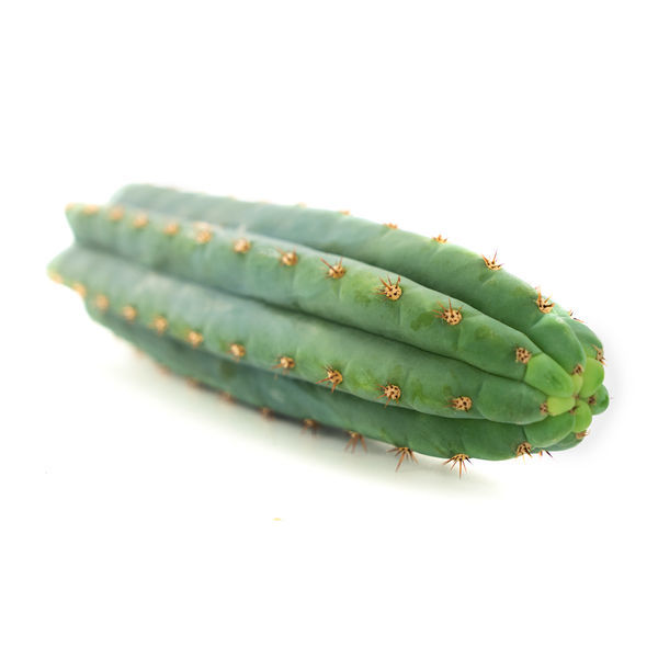Echinopsis macrogona (também conhecida como Trichocereus macrogonus)