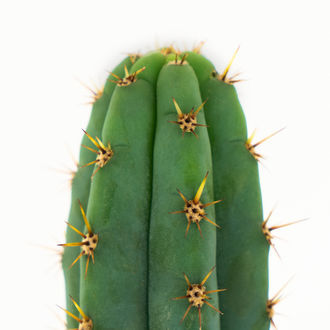 Echinopsis macrogona (também conhecida como Trichocereus macrogonus)