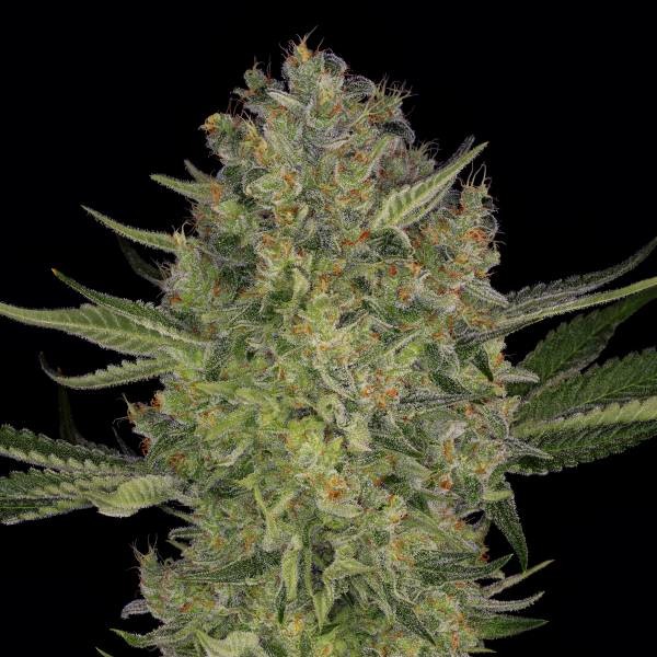 Serious Kush (Serious Seeds) feminizada