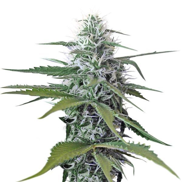 Kosher Tangie Kush (Amsterdam Genetics) feminizada