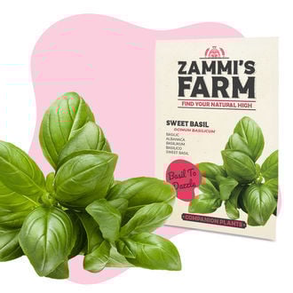 Pack Amigo de Manjericão (Ocimum basilicum)