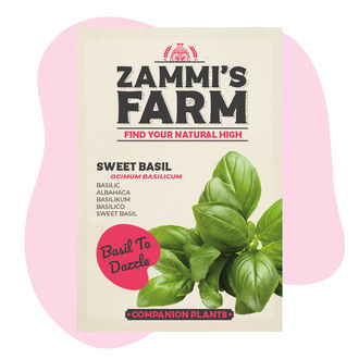 Pack Amigo de Manjericão (Ocimum basilicum)