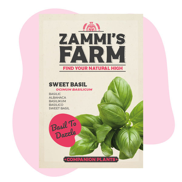 Pack Amigo de Manjericão (Ocimum basilicum)