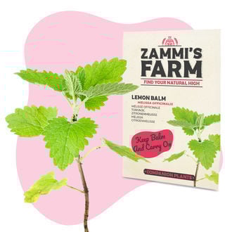 Pack de Amostras de Erva-cidreira (Melissa officinalis)