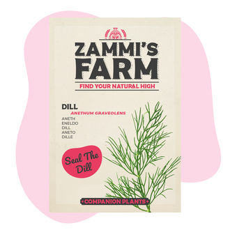 Pack Amigo de Endro (Anethum graveolens)