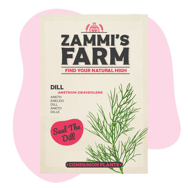 Pack Amigo de Endro (Anethum graveolens)