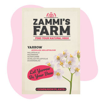 Pack Amigo de Milefólio (Achillea millefolium)