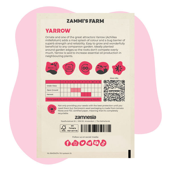 Pack Amigo de Milefólio (Achillea millefolium)