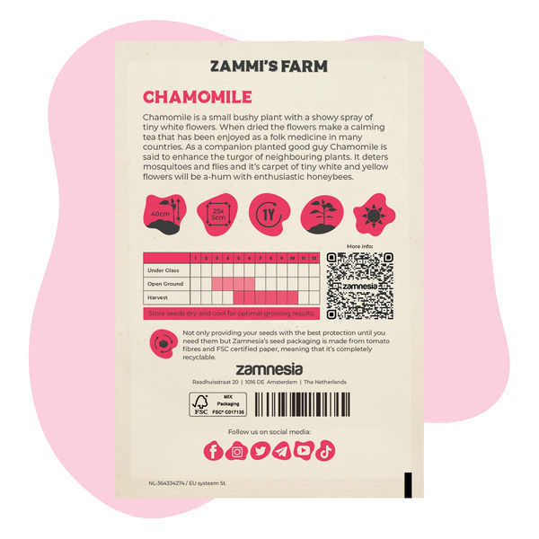 Pack de Amostras de Camomila (Matricaria chamomilla)